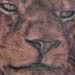 tattoo galleries/ - lion in progress